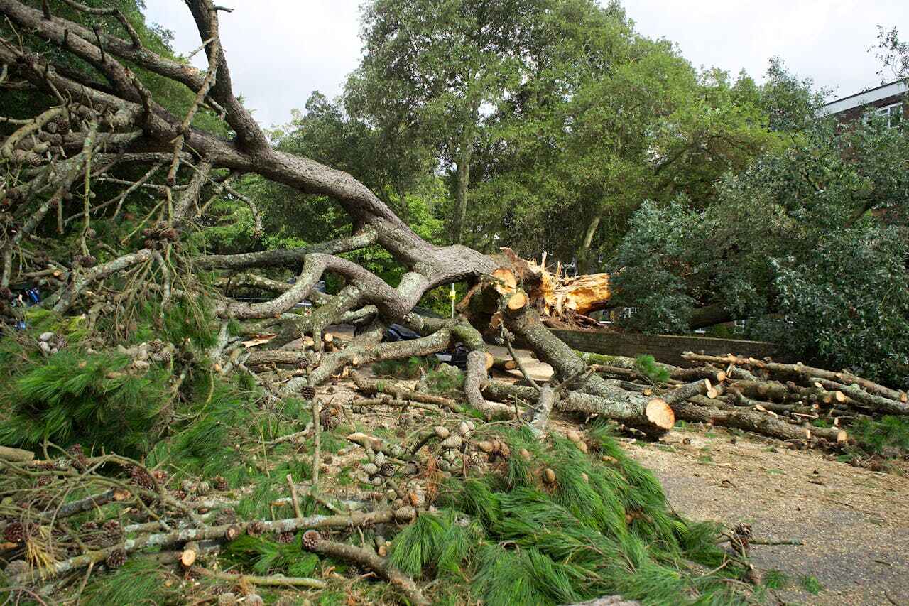 Best Tree Cutting Near Me  in Byron, GA